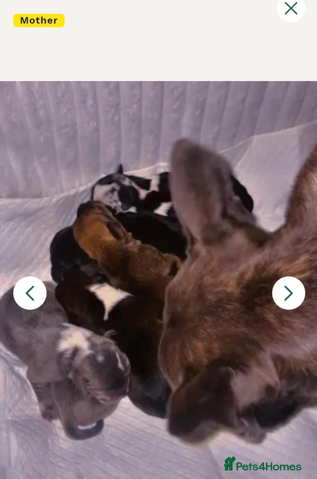 Mixed Breed dogs for sale: French Wheener - Advert 5