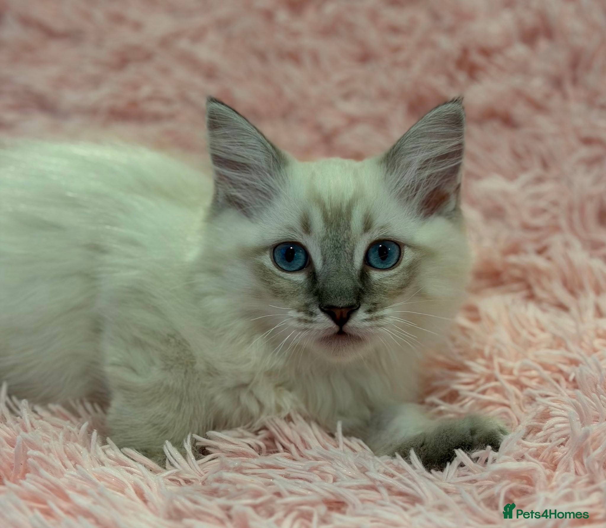 Ragdoll cats for sale: Stunning Pure Ragdoll Kittens ready to go now in London - Advert 5