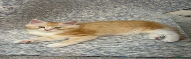 MALE ginger Maine Coon 2 