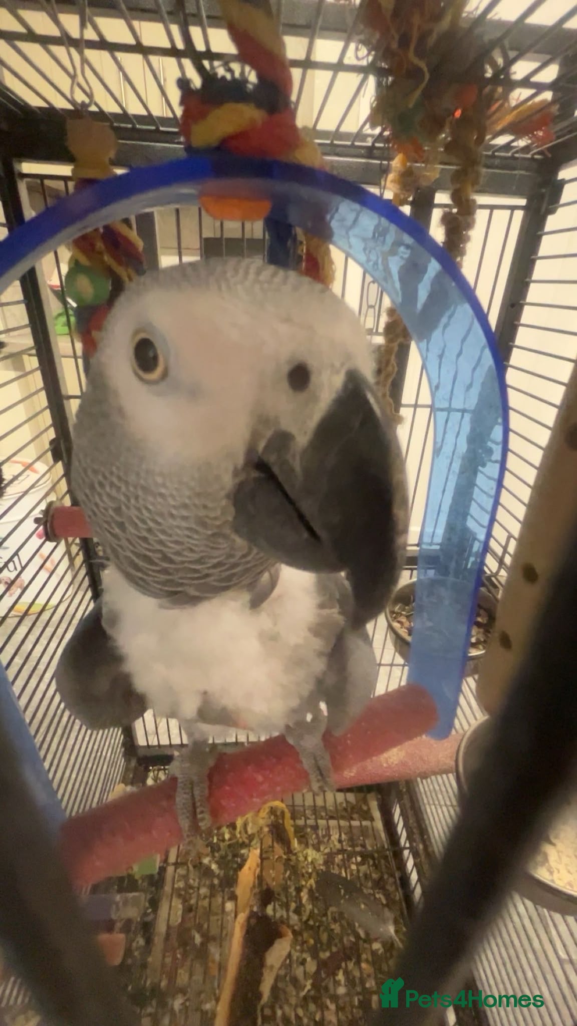 Parrots birds African grey - Advert 2