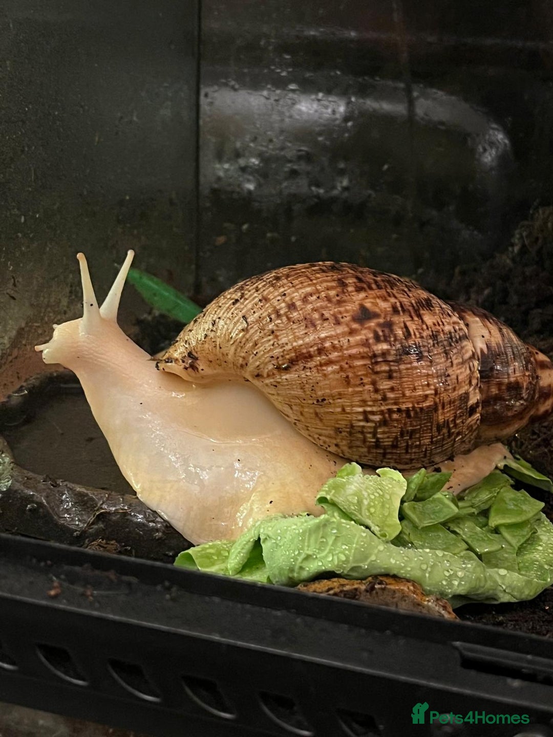 Snails invertebrates for sale: Albino Giant African Land Snail Set Up - Advert 1