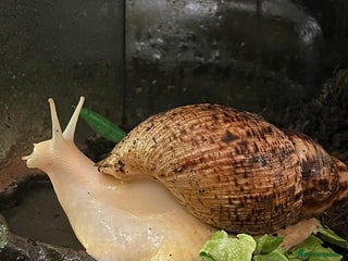 Snails invertebrates Albino Giant African Land Snail Set Up - Advert 1