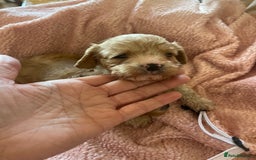 Cavapoo dogs for sale: Adorable toy Cavapoo pups apricot or fox red  - Image 25