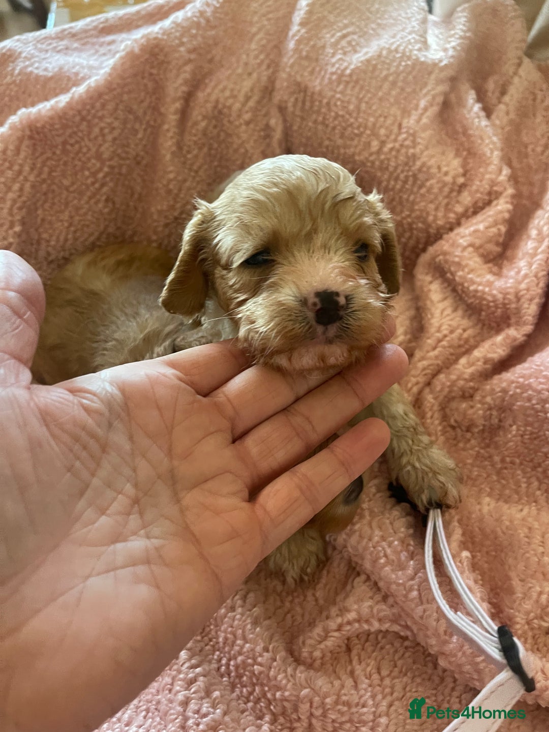 Cavapoo dogs for sale: Adorable toy Cavapoo pups apricot or fox red  - Image 25