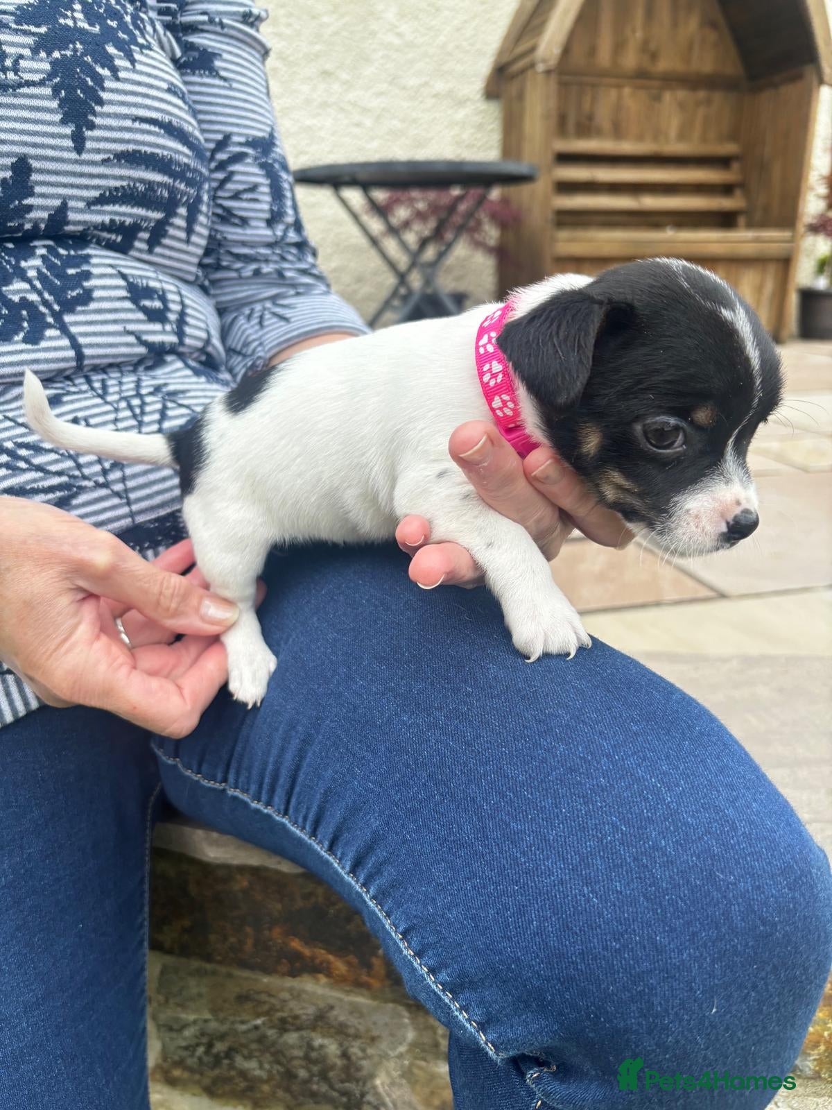 Jack Russell dogs Adorable Miniature Jack Russell puppies for sale - Advert 4