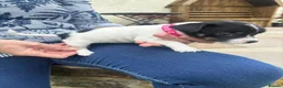 Jack Russell dogs for sale: Adorable Miniature Jack Russell puppies for sale - Advert 3