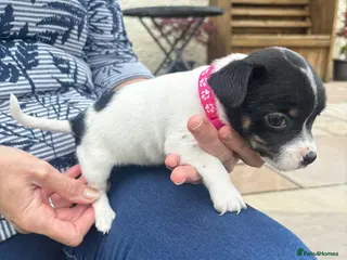 Jack Russell dogs Adorable Miniature Jack Russell puppies for sale - Advert 4