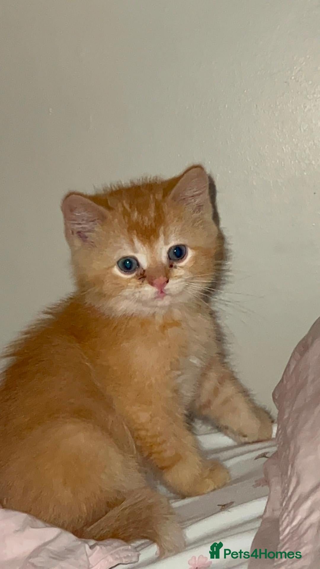British Shorthair cats Gorgeous pure male BSH ginger kitten - Advert 1