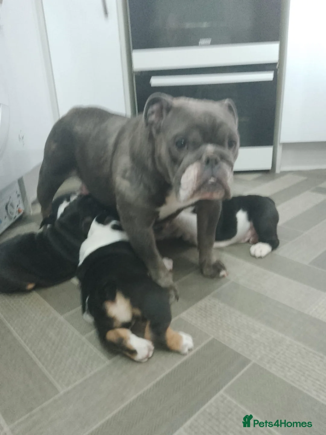 English Bulldog dogs for sale: Stunning Litter of English Bulldog Pups for Sale in Paignton - Advert 7