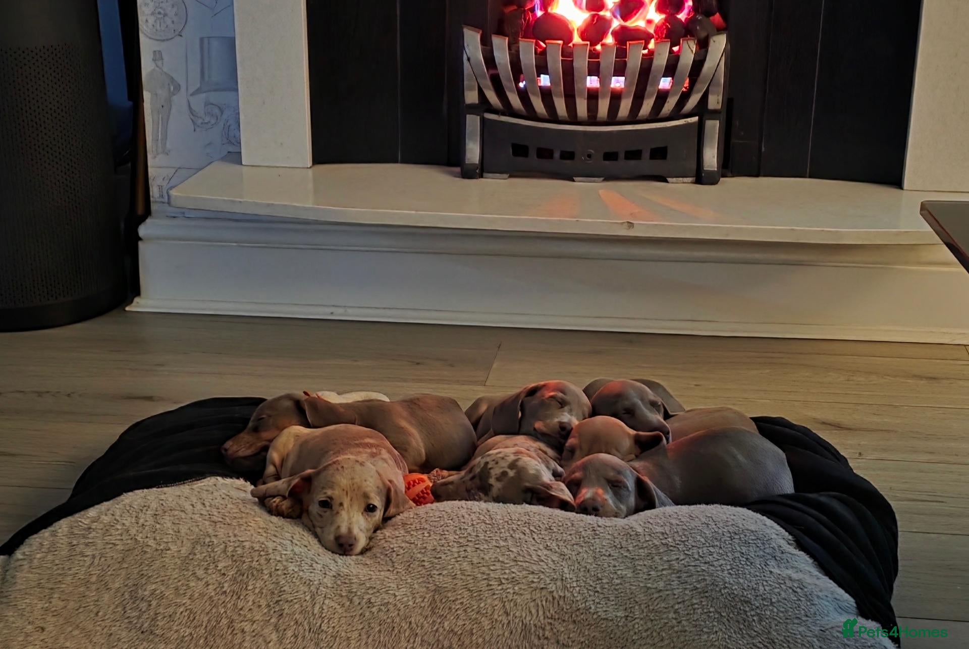 Miniature Dachshund dogs Pedigree Miniature Dachshund AVAILABLE to leave - Advert 1