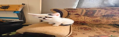 White and Black Mixed Breed 2 (Persephone’s Litter £20 not £50)