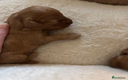 Cavapoo dogs for sale: Beautiful F1B Cavapoo puppies - Advert 8