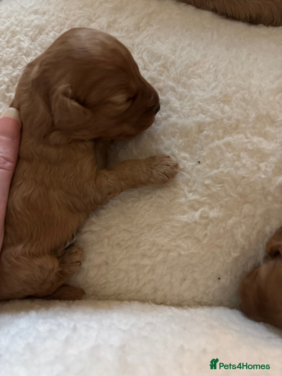 Cavapoo dogs for sale: Beautiful F1B Cavapoo puppies - Advert 8