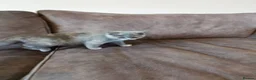 British Shorthair cats for sale: LAST 2 READY TO LEAVE £600 each!  - Advert 2
