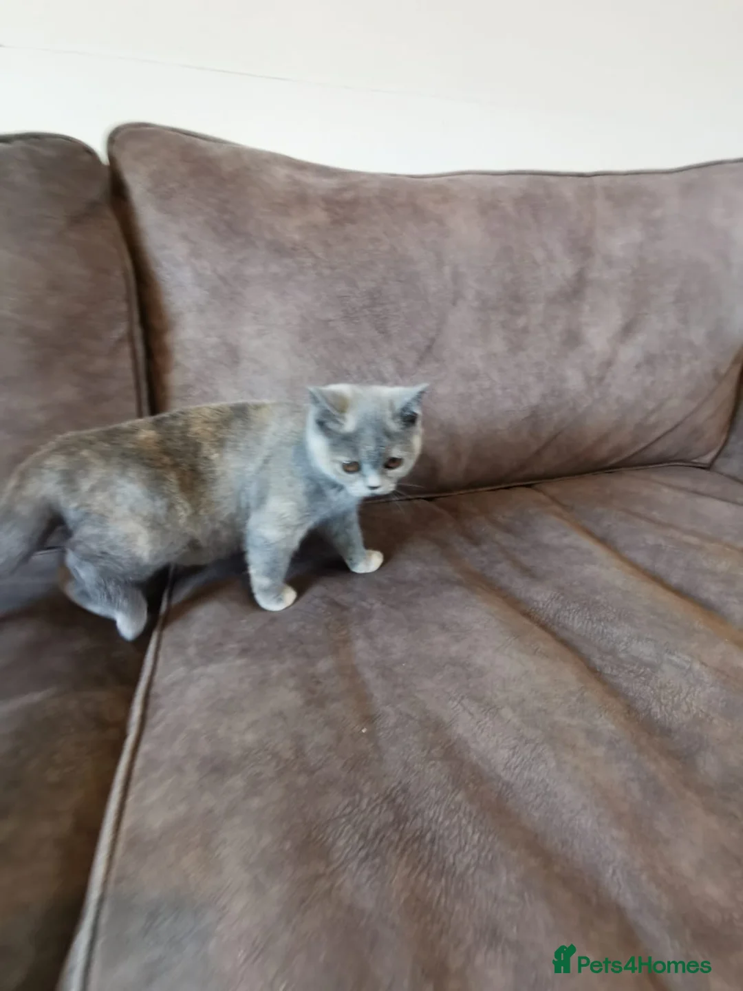 British Shorthair cats for sale: LAST 2 READY TO LEAVE £600 each!  - Advert 2