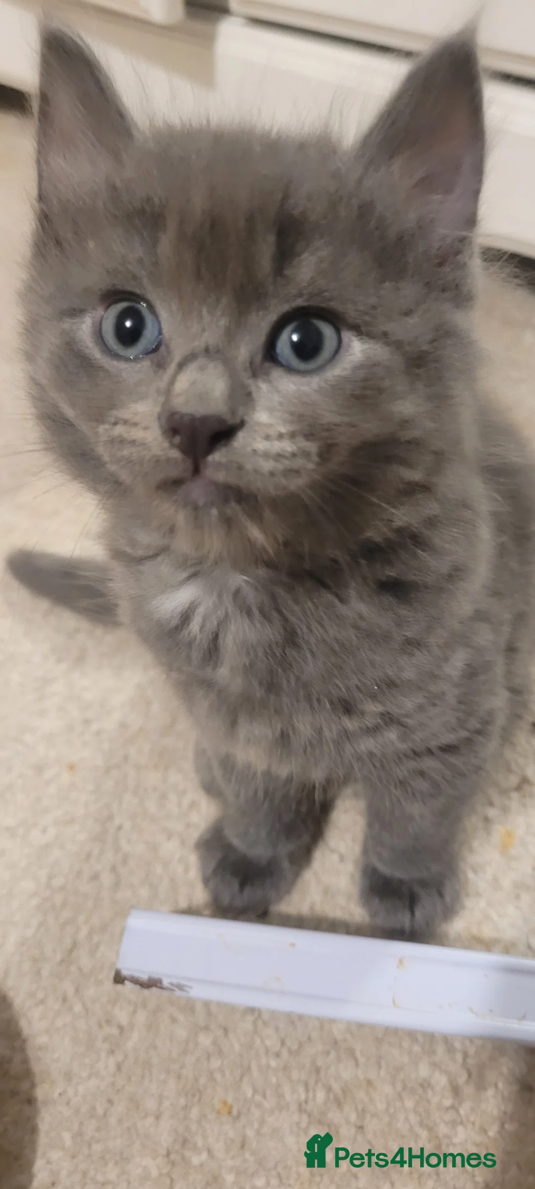 Mixed Breed cats for sale: Kittens mix short hair cross maine coon - Advert 4