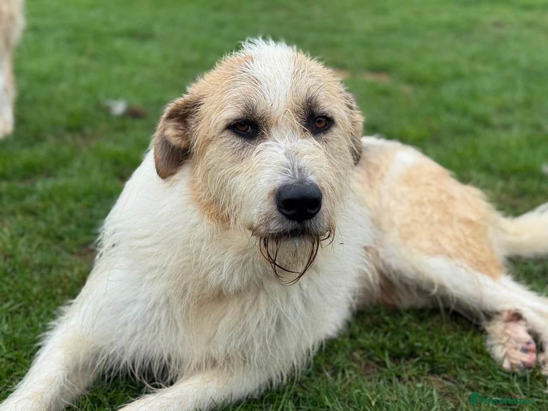 Mixed Breed dogs for adoption: Hershey ( and brother Harley )  - Advert 15