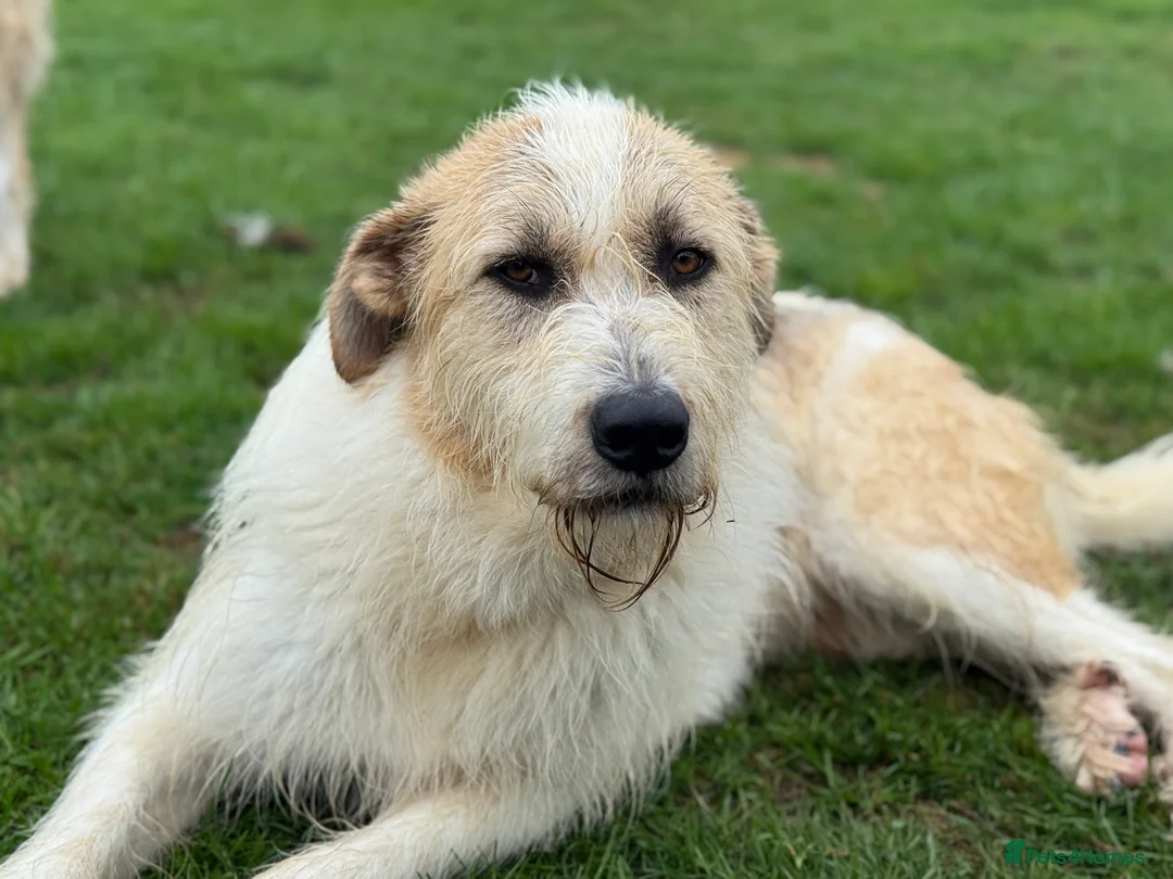 Mixed Breed dogs for adoption: Hershey ( and brother Harley )  - Advert 16