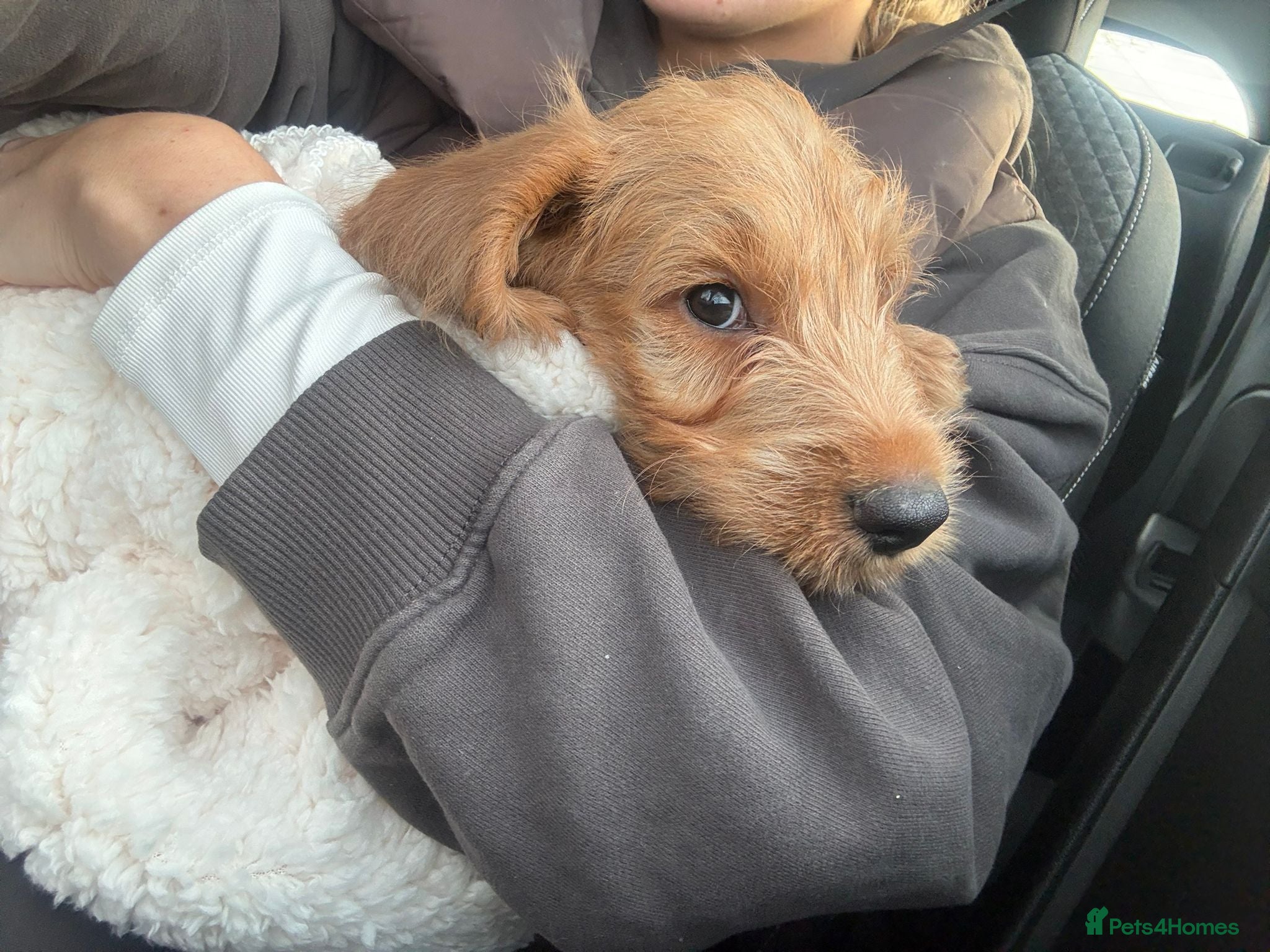 Goldendoodle dogs Puppy Goldendoodle Puppy For a Special Home - Advert 1