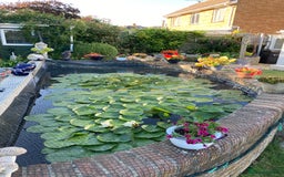 Pond Fish fish for sale: Pond fish - Advert 5