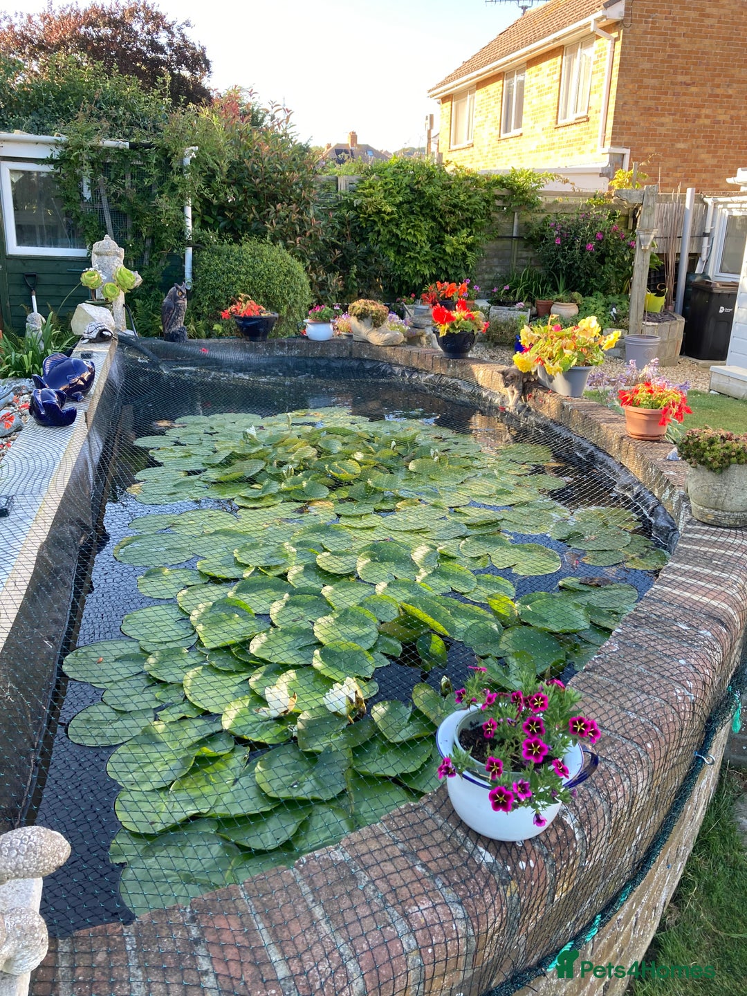 Pond Fish fish for sale: Pond fish - Advert 5