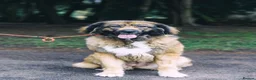 Leonberger dogs for sale: Spayed Leonberger for rehome - Advert 3