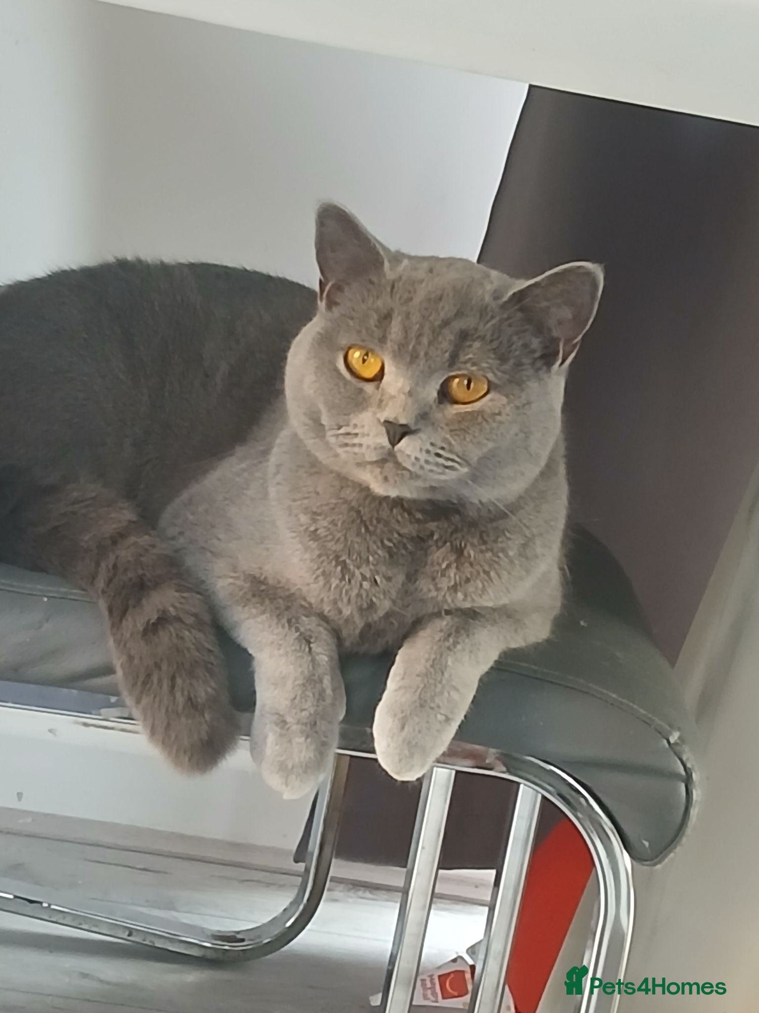 British Shorthair cats LAST BOY LEFT!! BEAUTIFUL BRITISH SHORTHAIR ❤️ - Advert 8