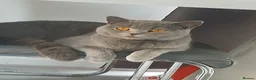 British Shorthair cats for sale: LAST BOY LEFT!! BEAUTIFUL BRITISH SHORTHAIR ❤️ - Advert 1