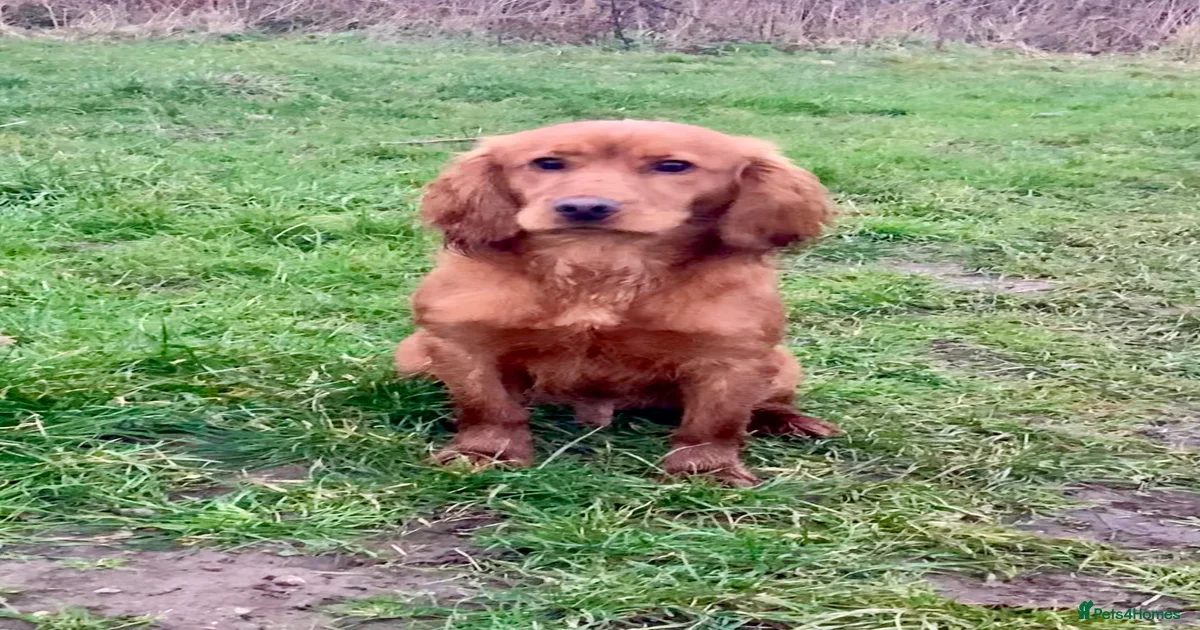 Male KC Cocker Spaniel for sale in Saxmundham | Pets4Homes