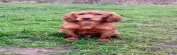 Cocker Spaniel dogs for sale: Male KC Cocker Spaniel - Advert 1