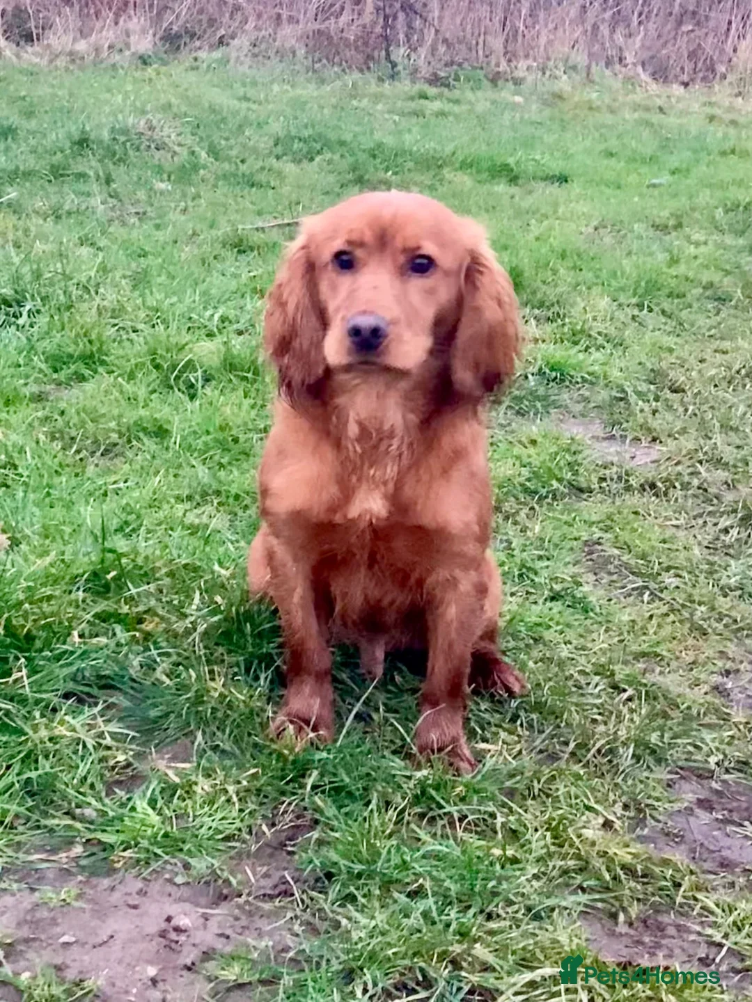 Cocker Spaniel dogs for sale: Male KC Cocker Spaniel - Advert 1