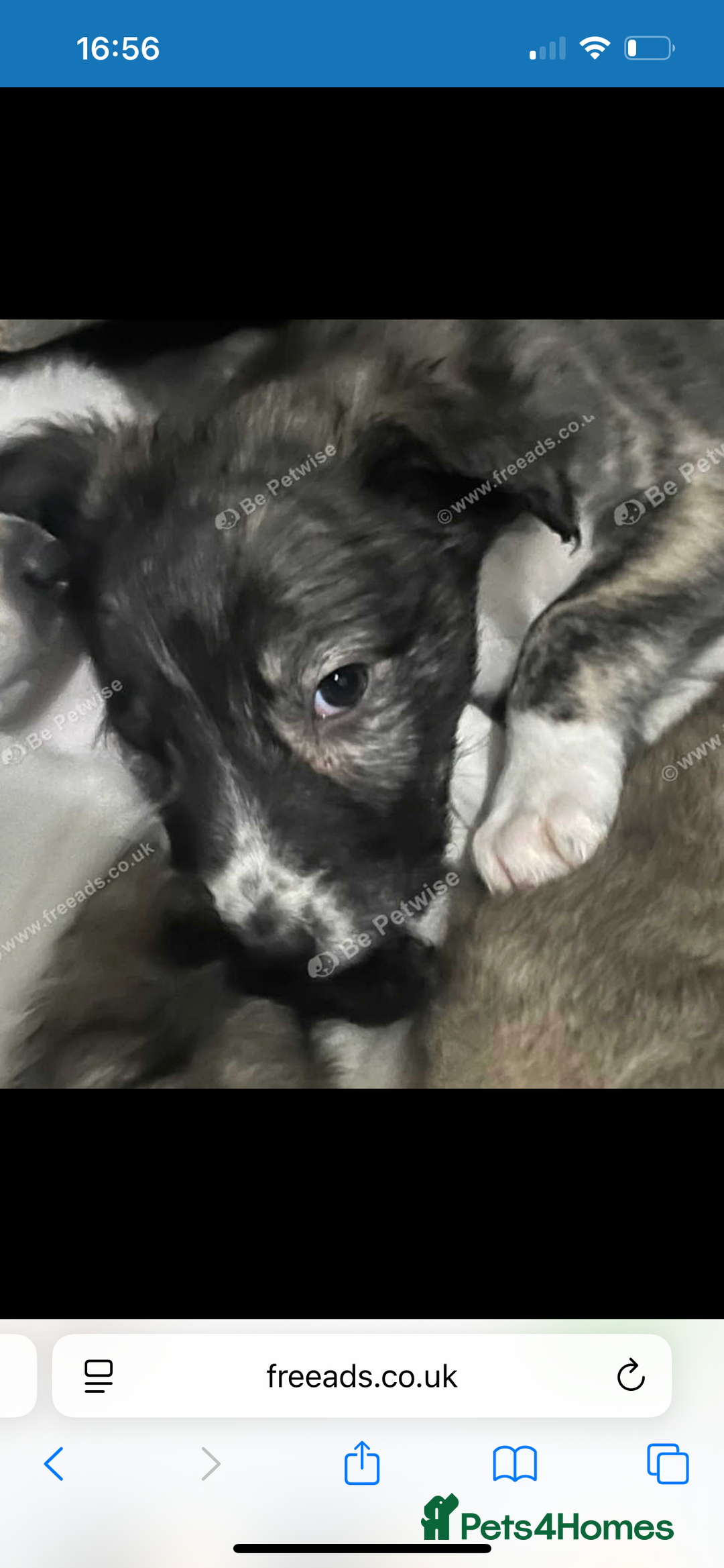 Saluki dogs for sale: Saluki - Advert 6