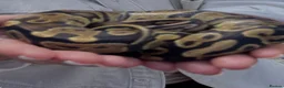Python Snake reptiles for sale: Female Royal/Ball Python 5 Years Old in Peterlee - Advert 6