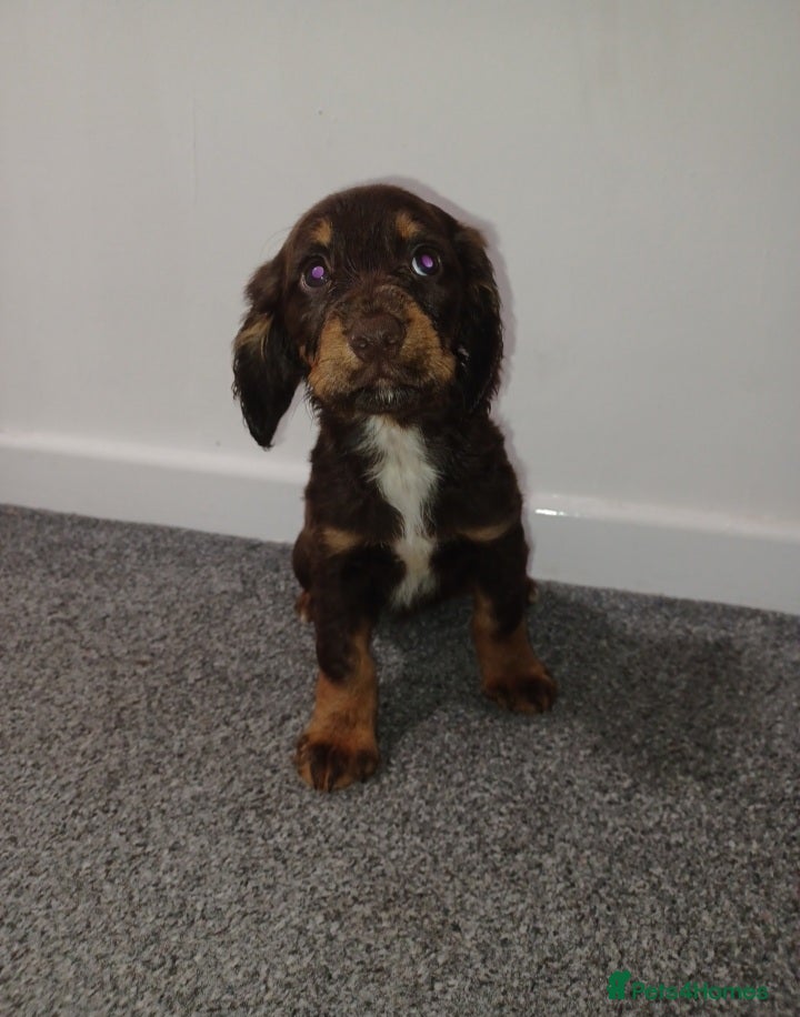Sprocker dogs 2 springer x cocker spaniels pups  - Advert 6