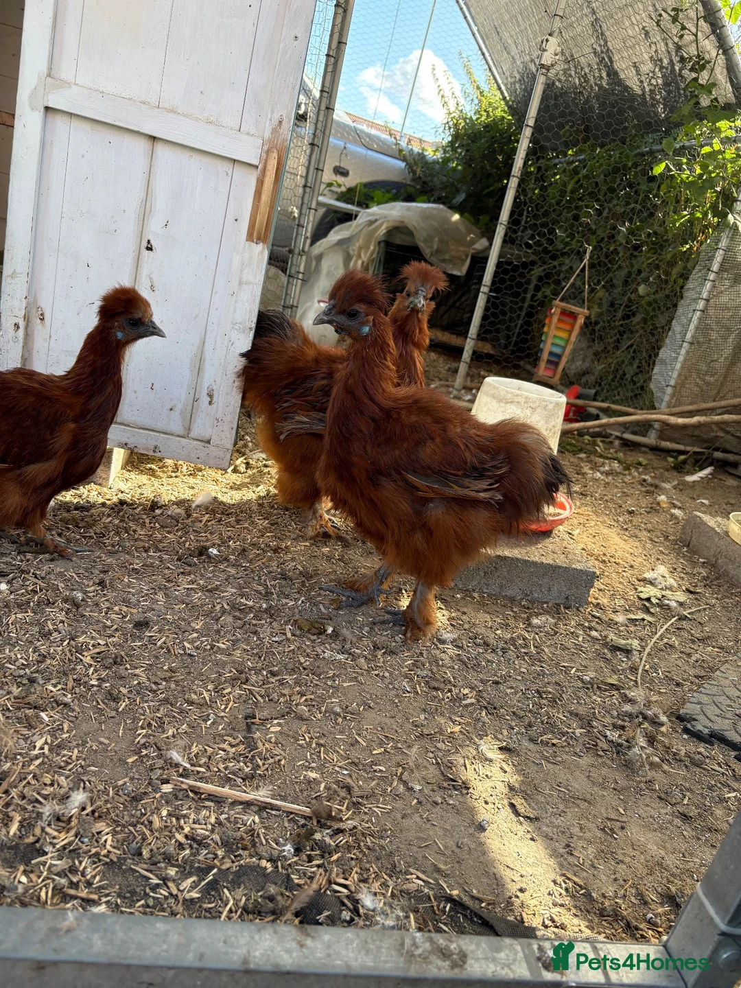 Chickens poultry for sale: Red silkie roosters  in Wakefield - Advert 6