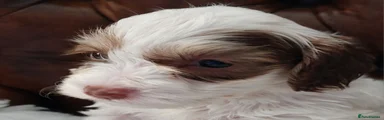Bill