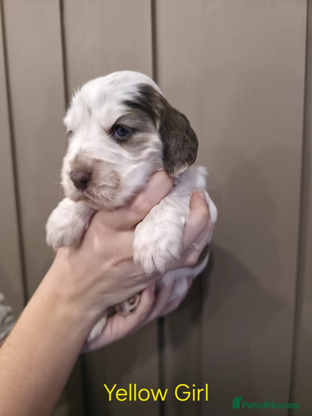 Cocker Spaniel dogs for sale: Show Type Cocker Spaniels Ready to leave now - Advert 20