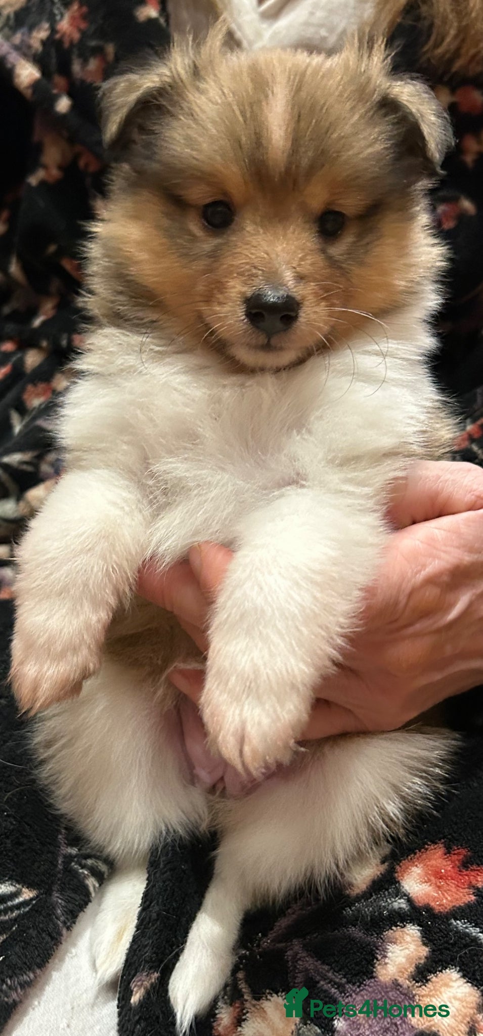 Shetland Sheepdog dogs Shetland sheepdog sable and white  - Advert 1