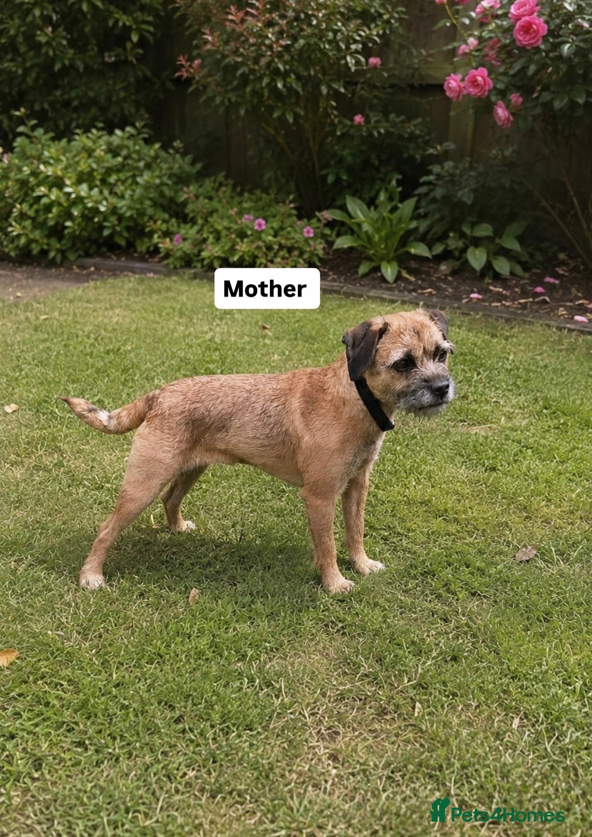 Border Terrier dogs Beautiful border terriers  - Advert 2