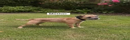 Border Terrier dogs for sale: Beautiful border terriers  - Advert 2