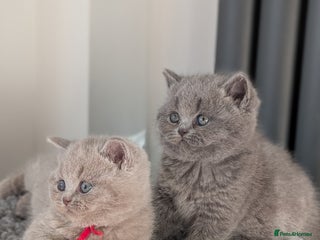 British Shorthair cats British Shorthair kittens - Advert 14