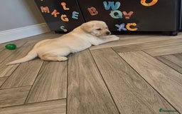 Labrador Retriever dogs for sale: Stunning Labrador puppies - Image 7
