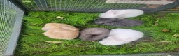Mini Lop rabbits for sale: Mini lop bunny 🐰  in York - Advert 5