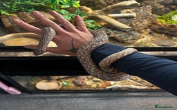 Snake reptiles for sale: 2 snakes with complete set up *read description* - Image 2