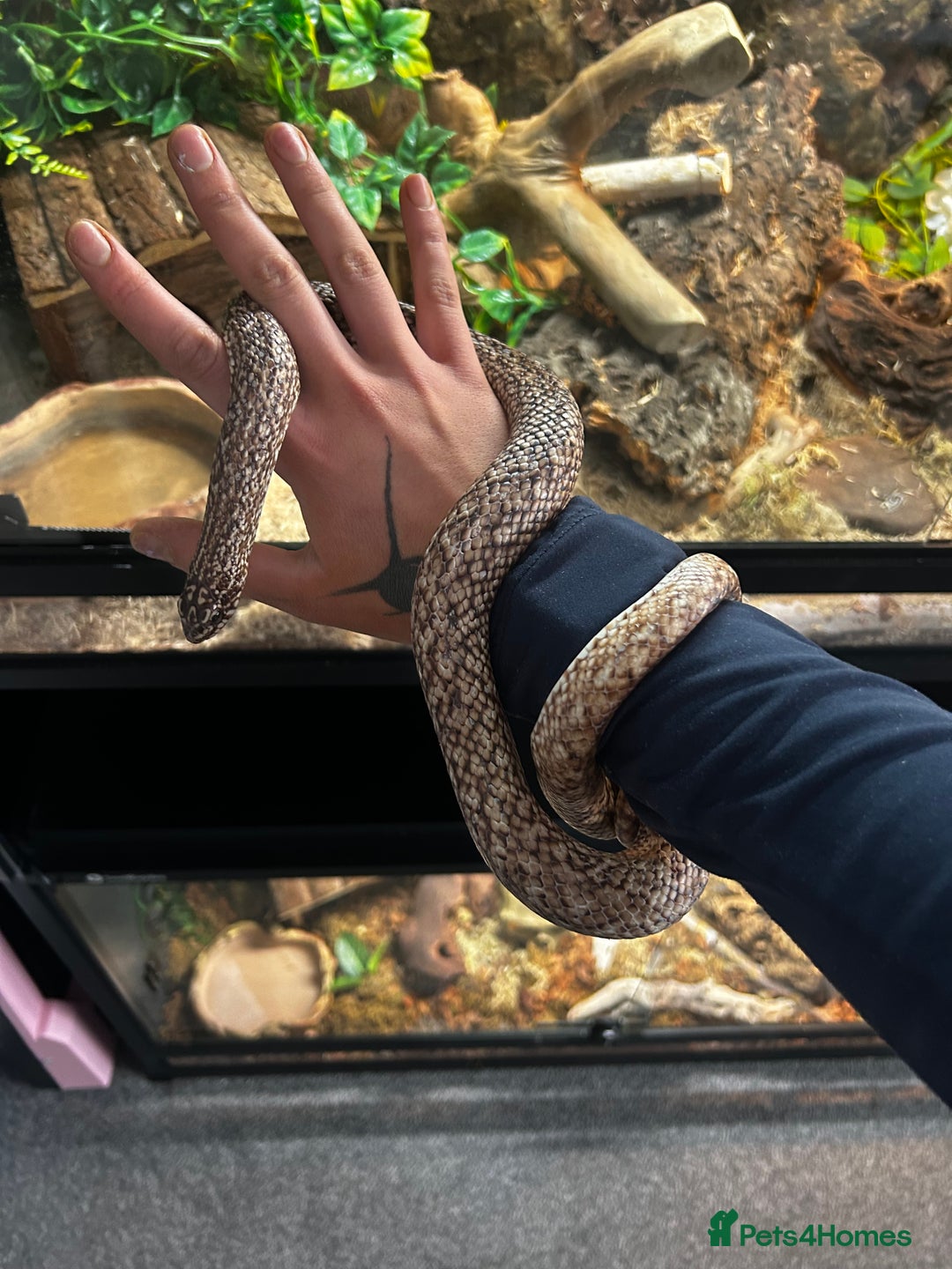 Snake reptiles for sale: 2 snakes with complete set up *read description* - Image 2