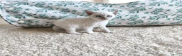 Devon Rex cats for sale: Devon Rex blue point kittens 💙 - Advert 15