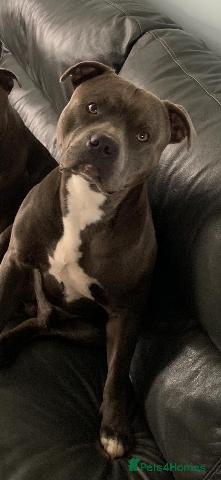 Staffordshire Bull Terrier dogs STAFFY STUD - Advert 3