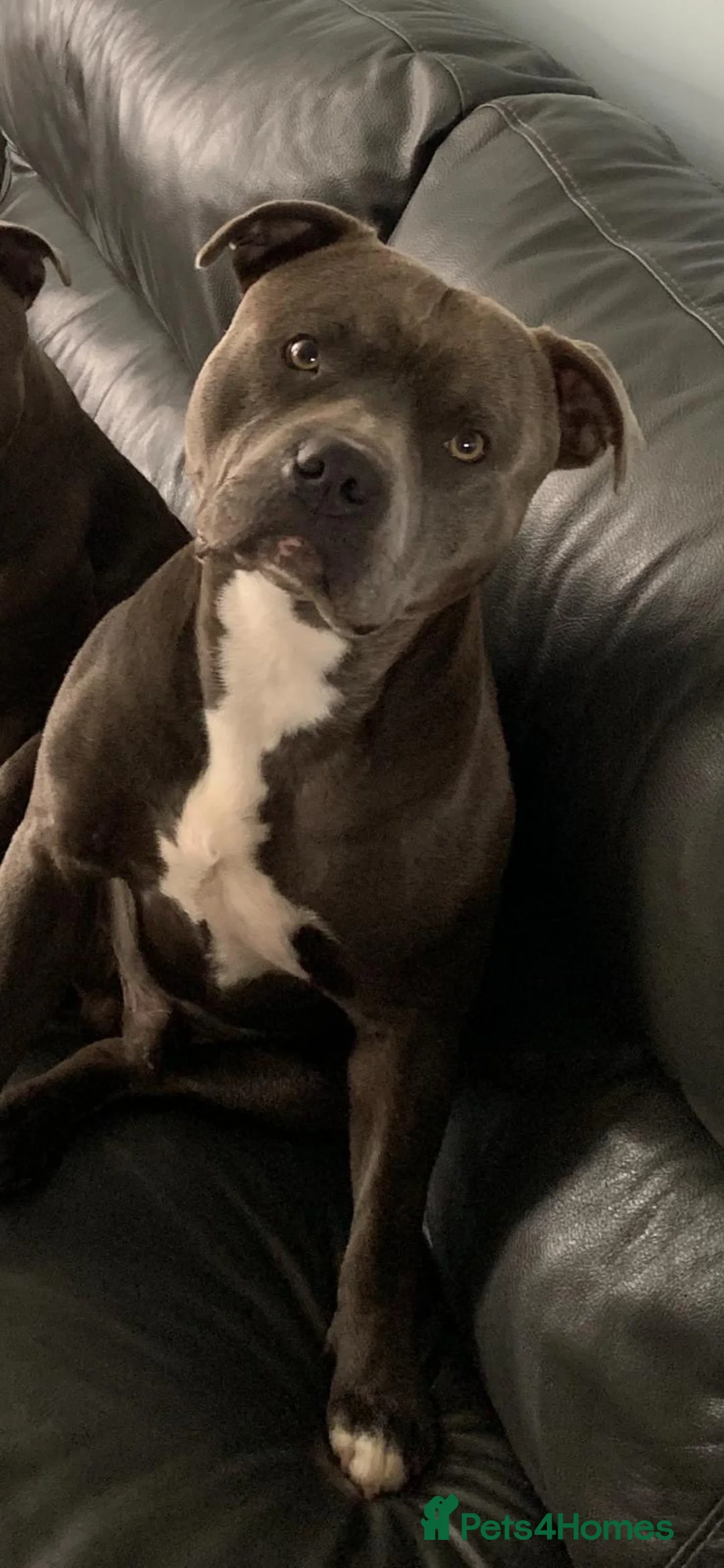 Staffordshire Bull Terrier dogs for stud: STAFFY STUD - Advert 1