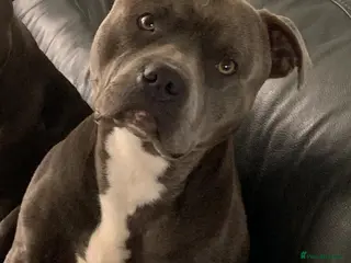 Staffordshire Bull Terrier dogs STAFFY STUD - Advert 3