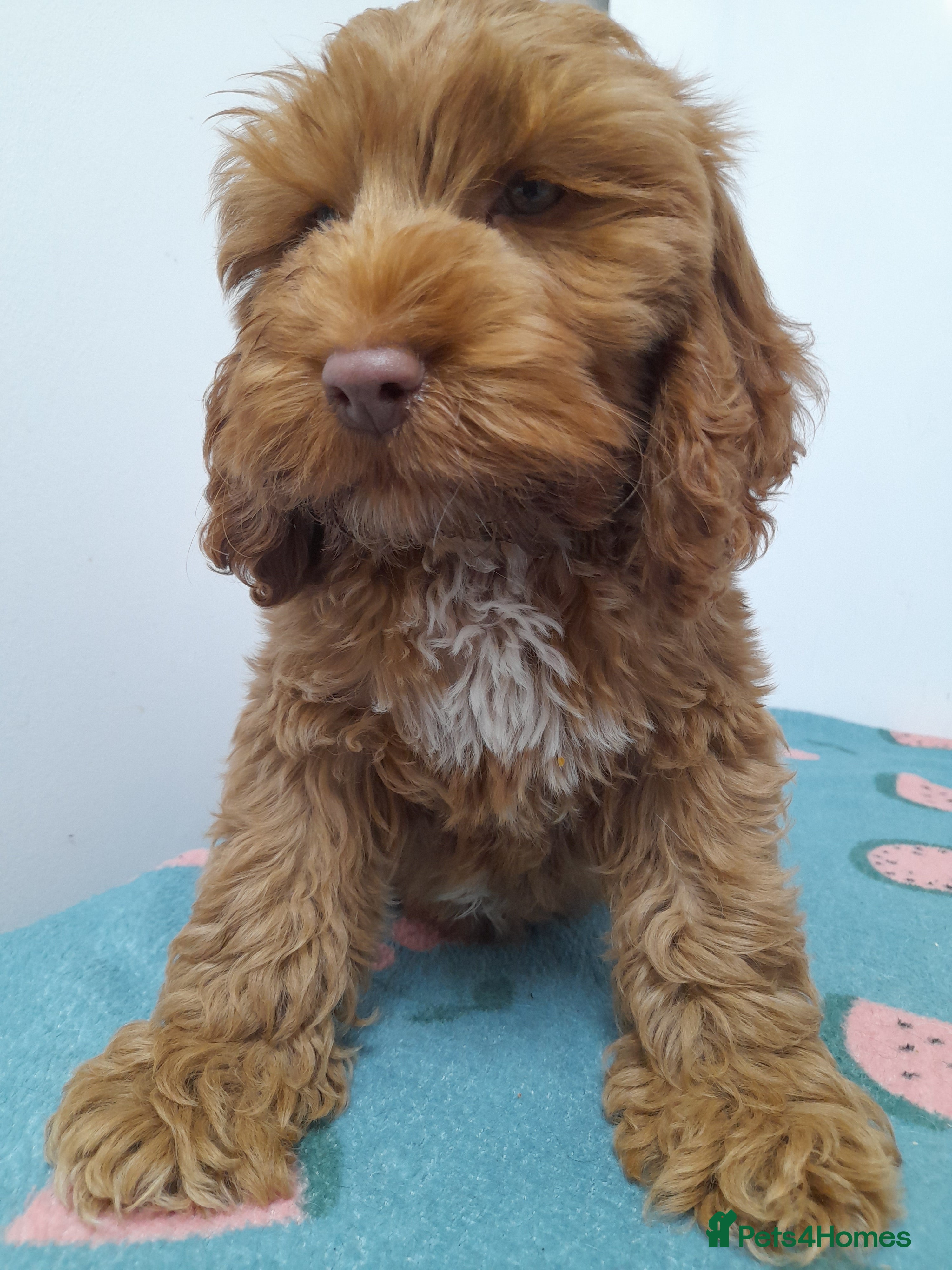 Cockapoo dogs Last Beautiful girl cockapoo now fully vaccinated  - Advert 12